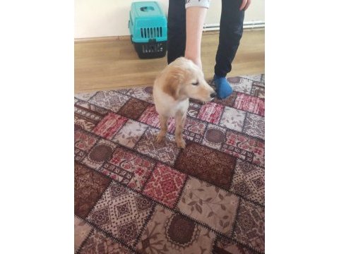 Harika golden retriever yavrusu