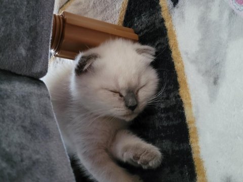 2 aylık scottish fold yavru kedim kendini sevdirmeye bayılır