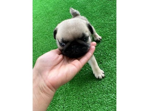 Pug mops dişi erkek mevcut