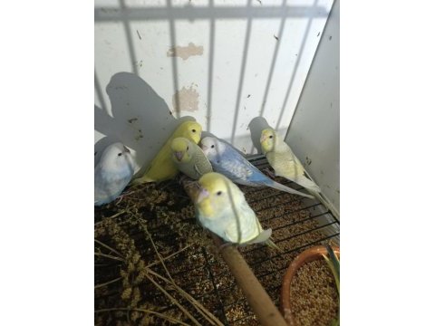 12 adet muhabbet kuşu yavrusu