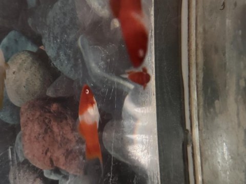 Koi kılıç