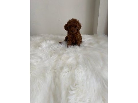Toy poodle erkek dişi