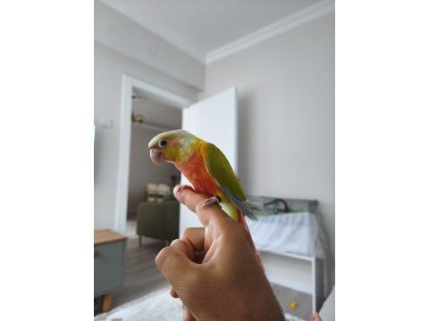 Yavru suncheek konur papağanı