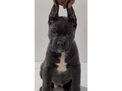 Harika anatomi cane corso yavrular