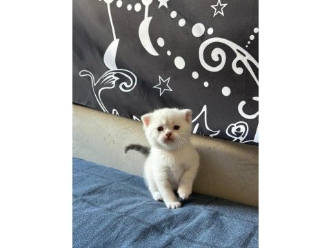 Birbirinden güzel british shorthair bebeklerimiz