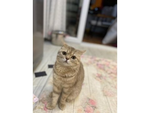 British shorthair erkek 2022 17 temmuz doğumlu