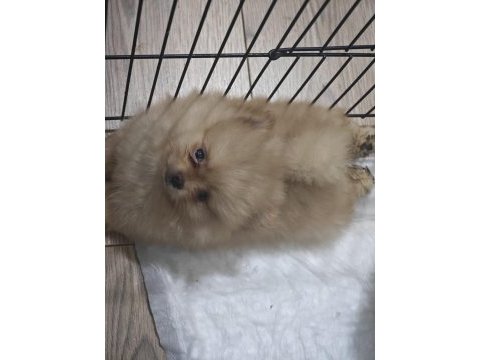 Pomeranian yavrularımız