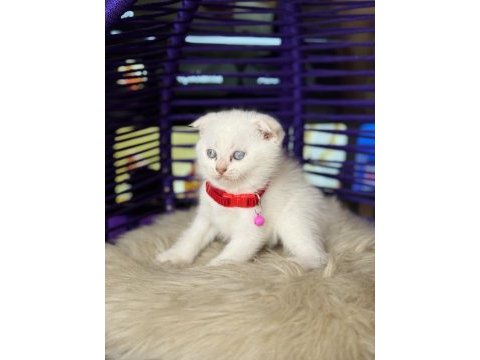 Scottish fold blue point
