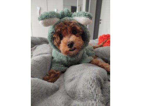 1 yaşında dişi poodle kızımızı sahiplendiriyoruz
