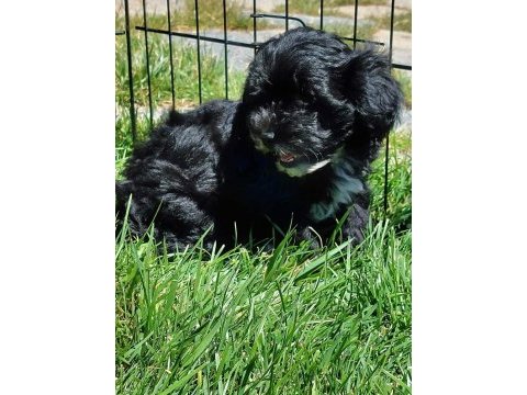 Maltipoo yavruları sizleri bekliyor  