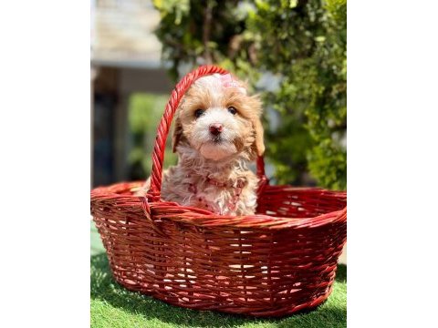 Maltipoo dizayn ırk sevimli yavrular