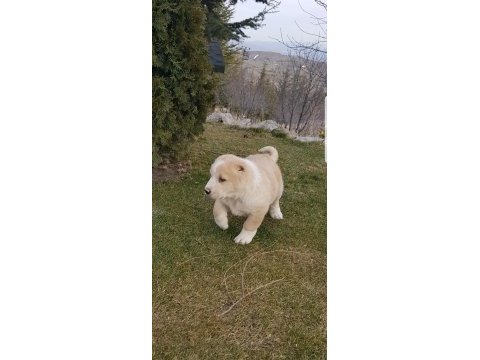 Dev adayı alabay dişi
