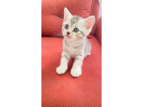 British shorthair