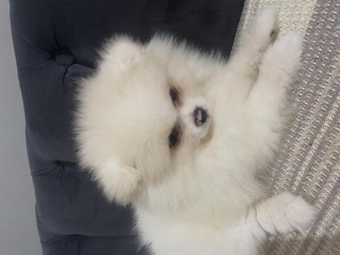 Pomeranian bo ayı surat