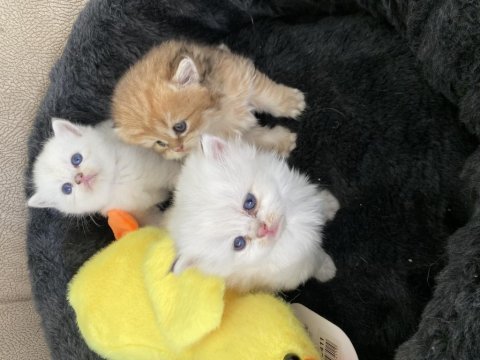50 günlük golden kedi yavrularımız 