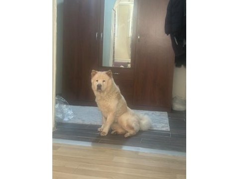 Çin aslanı lizaya acil yuva