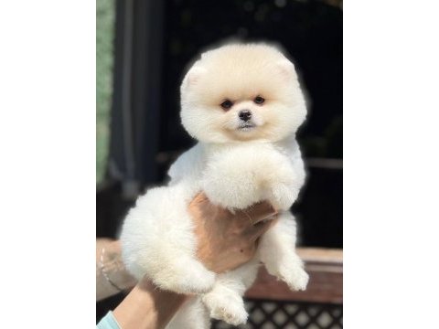 Biblo pomeranian boo teddy face