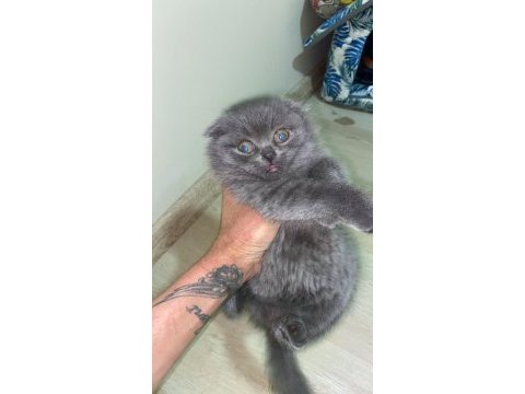2 aylık erkek yavru scottish fold kırık kulak