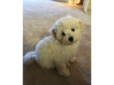 Maltipoo yavrularımız acık ve esmer renk çeşitler