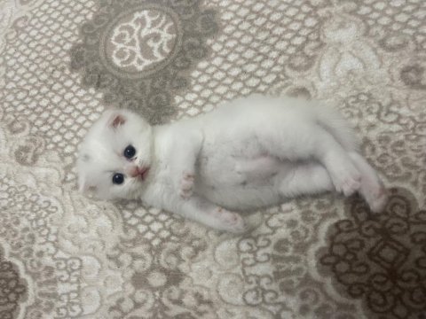 Son beyaz dişi yavru