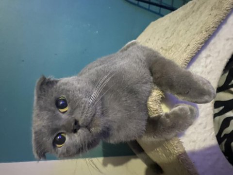 Safkan scottish fold dişi