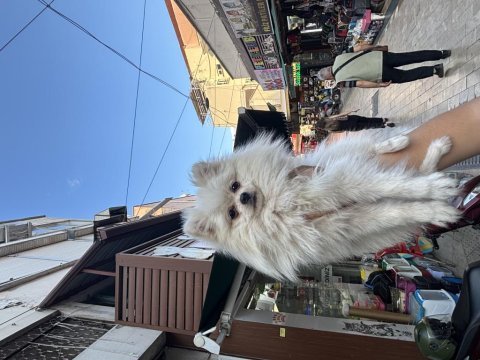 Dünyalar güzeli dişi pomeranian boo 1 yaşında