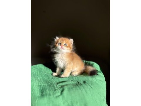 Mükemmel kalite golden ny11 british longhair