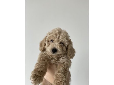 Orjinal toy poodle yavruları kendi köpeğimin yavrusu