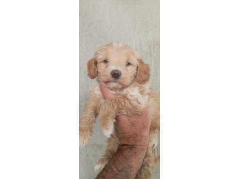 Maltipoo bebeklerimiz