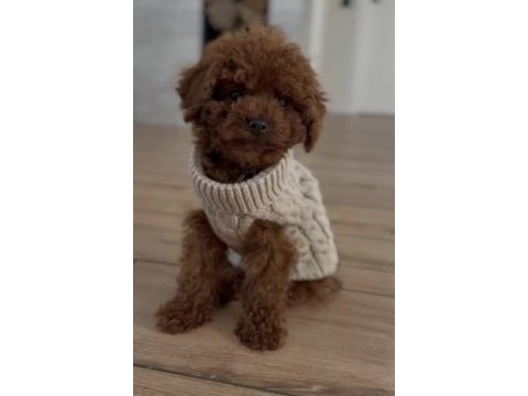 Toy poodle yavrularımız