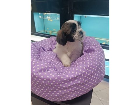 Sağlık ve ırk garantili yavru shih tzu