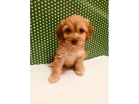 Hakiki red maltipoo wc eğitimli yavru