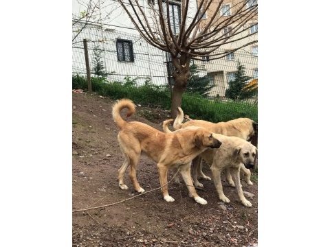 8 aylık kalın kemikli erkek kangal köpeği