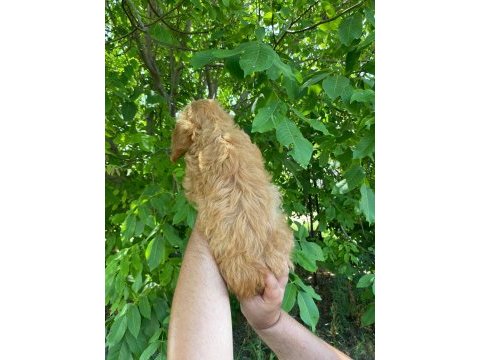 2 aylık erkek dişi maltipoo