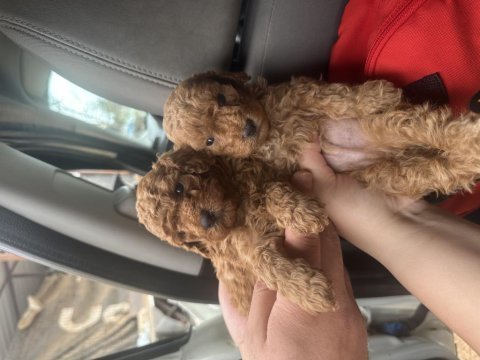 2 aylık toy poodle bebekler