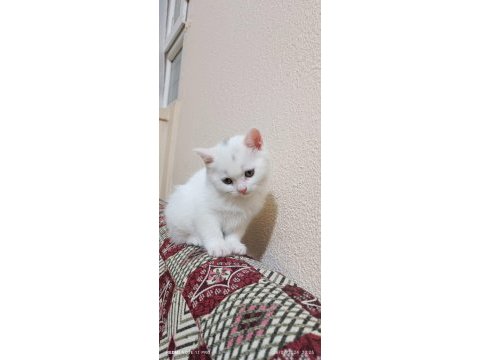 55 günlük beyaz british shorthair