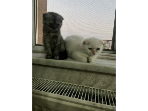 1.5 aylık eğitimli scottish fold yavrular