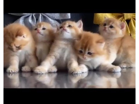 Safkan british shorthair golden yavrular