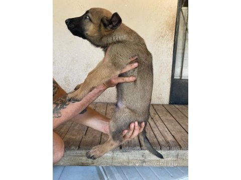 Koca patili malinois yavrumuz