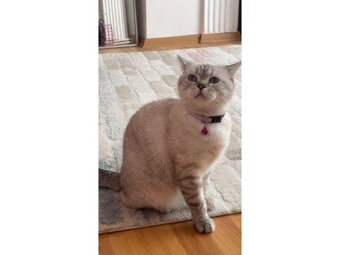 2 yaşında dişi british shorthair ev kedisi