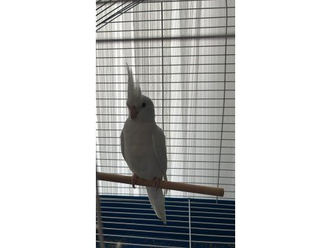 Evcil ele gelen albino sultan papağanı