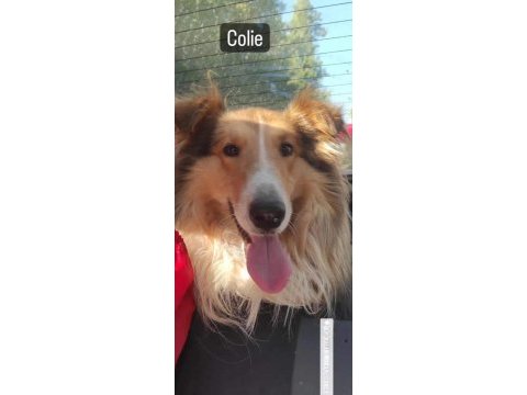 Dişi rough collie lessie yavrumuz yeni yuvasını arıyor