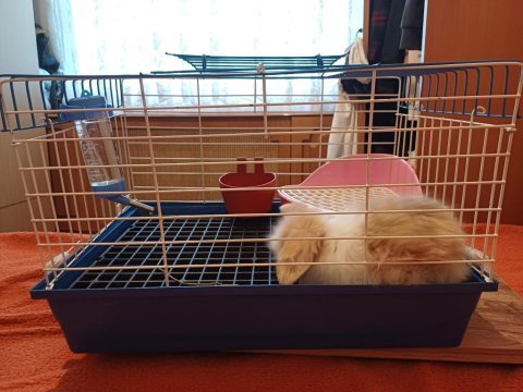 Erkek hollanda lop tavşanı 40 günlük karamel rengi