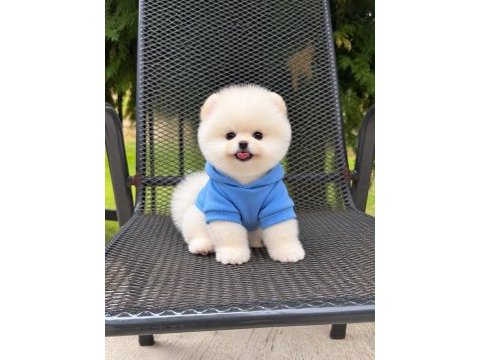 Safkan ırk ve sağlık garantili pomeranian yavrumuz