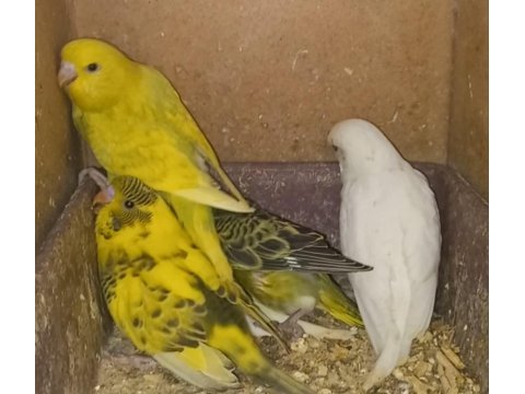Muhabbet kuşları yavru ve damızlık çiftler