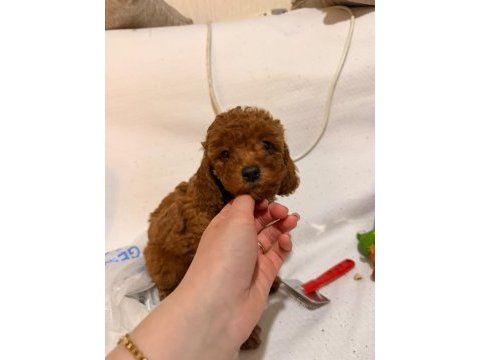 Red brown toy poodle yavrular