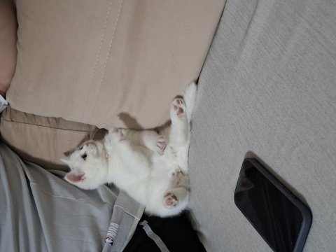 Tatlı casper kedimiz