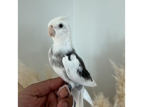 Sultan papağanı evcil