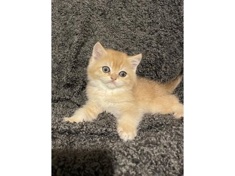 Anne baba şecereli safkan golden ny12 erkek kedimiz
