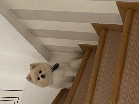 Erkek pomeranian 1 yaşında